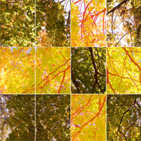 branches