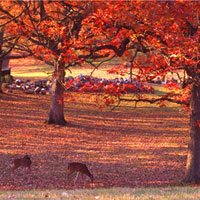 Deer