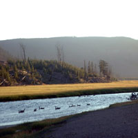 Geese