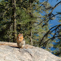 Chipmunk