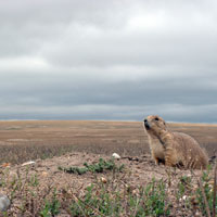 Prairie Dog