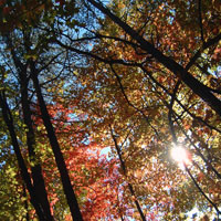 Trees